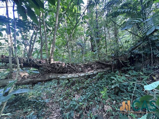 #539 - Terreno para Venta en Trinidad - Santa Bárbara - 3