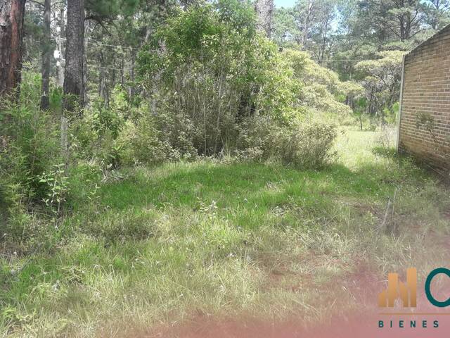 #542 - Terreno para Venta en Valle de Ángeles - Francisco Morazán - 2