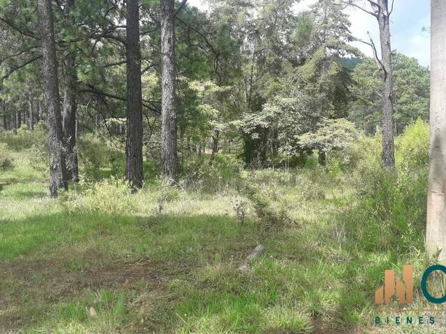 #542 - Terreno para Venta en Valle de Ángeles - Francisco Morazán - 3