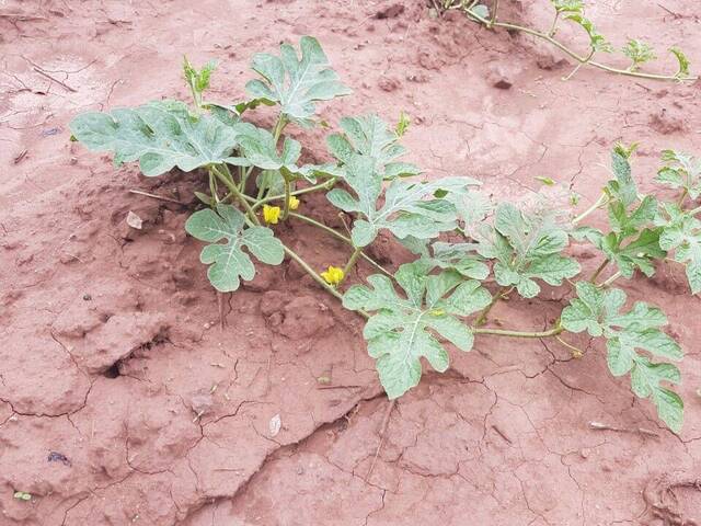 #547 - Terreno para Venta en Comayagua - Comayagua - 2