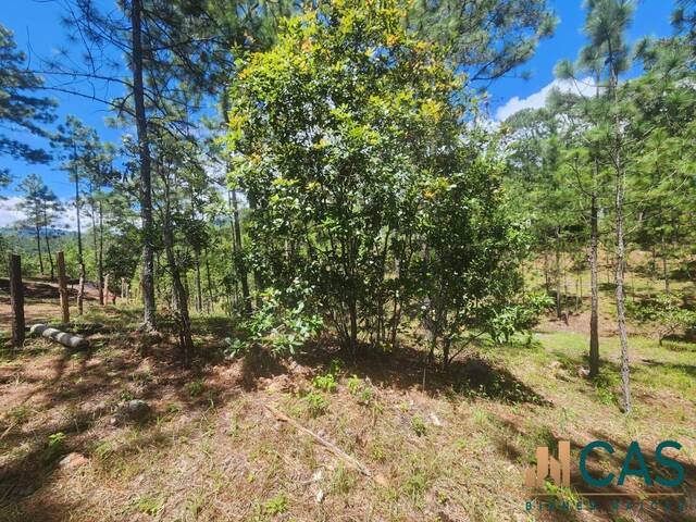 #568 - Isla para Venta en Valle de Ángeles - Francisco Morazán - 3